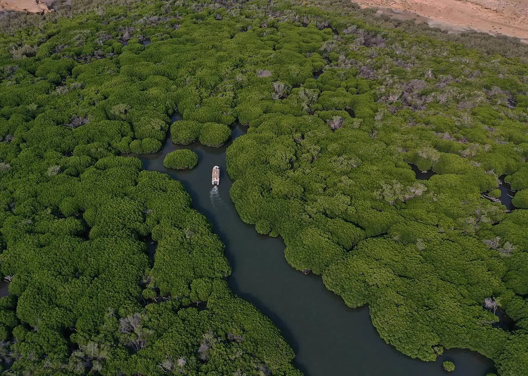 Al-Qandal mangroves